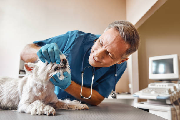 Best Weekend Emergency Dentist in Crowley Lake, CA
